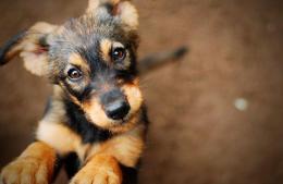 Contin&uacute;a la campa&ntilde;a gratuita de vacunaci&oacute;n antirr&aacute;bica para perros y gatos