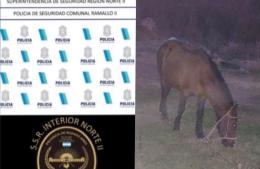 Recuperaron un caballo robado e imputaron a un joven por el hurto
