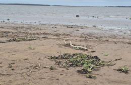 Crecida del Paraná: levantan terraplenes preventivos en la costa de Ramallo